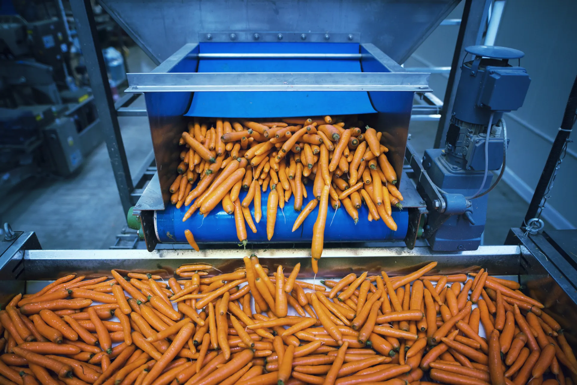 Vegetables being washed and sorted on an automated processing line